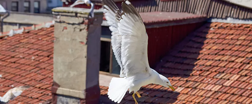 Residential Chimney Animal Removal Solution in Murphy, TX