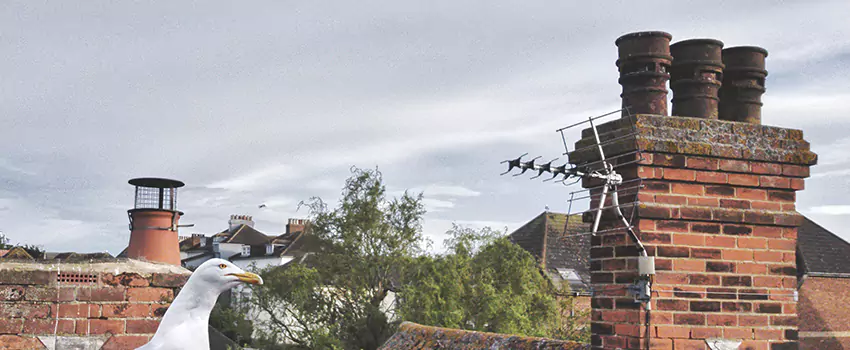 Chimney Cleaning And Restoration in Murphy, Texas